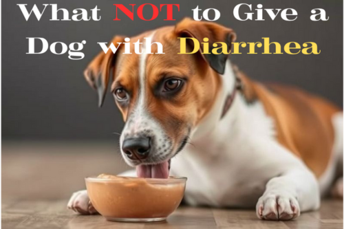 Dog Diarrhea Dog Diarrhea