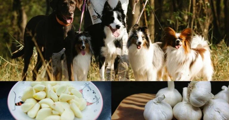 dogs and garlic
